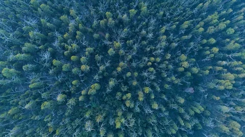 Look-down drone flight over tree tops in a forest. Yarra Ranges, Victoria, Au Stock Footage 107495701