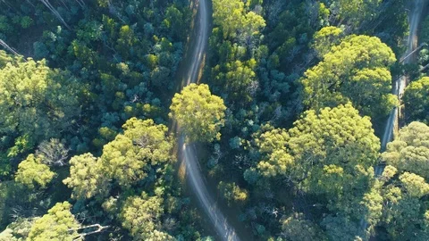 Look-down forward flight over winding dirt road in the forest among beautiful Stock Footage 107493963