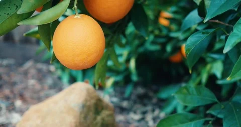 Look down at ripe orange fruit on a citrus tree Stock Footage 262385489