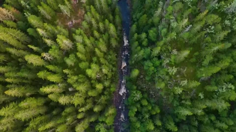 Look Down At River In The Forest 4K Areal Stock Footage 249907457