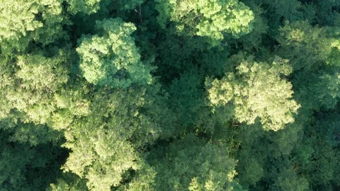 The look-down shot over the forest. Video stock 112325004