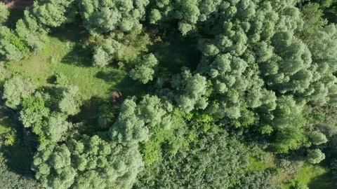 The look-down shot over the forest and the lake. Stock Footage 113652566