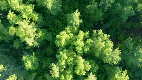 The look-down shot over the forest. Stock Footage 119066727