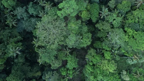 Look down to tropical trees, aerial shot, camera descend Stock Footage 196288497