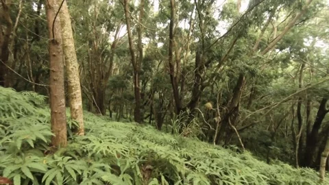 Look down view of walking on muddy primitive hiking trail road with dense vegeta Stock-Footage 245443257