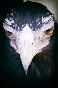 The look of the eagle , brisbane Stock Photos