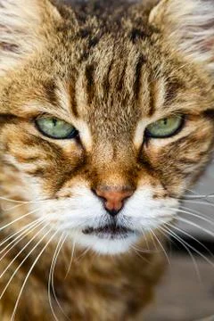 Look of an elegant cat Stock Photos