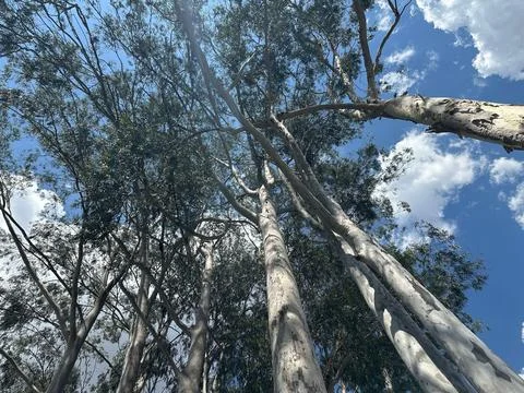 Look at the eucalyptus trees. Stock Photos