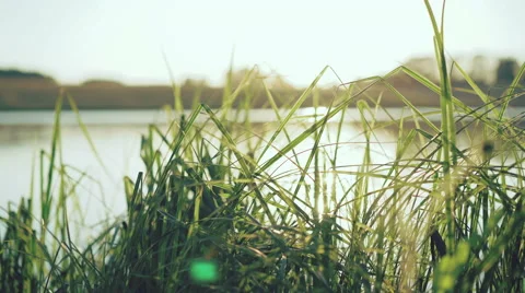 Look of the evening pond through green grass. 4K Vídeo Stock 64752965