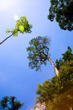 Look at the exotic trees from below. Stock Photos