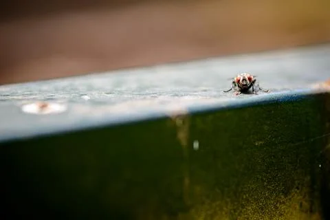 The look of a fly Stock Photos