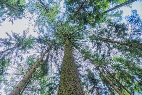 Look up in the forest 写真素材