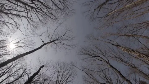 Look Up Forest Trees, Fly Through Branches, Car Shot, Slow Motion Stock Footage