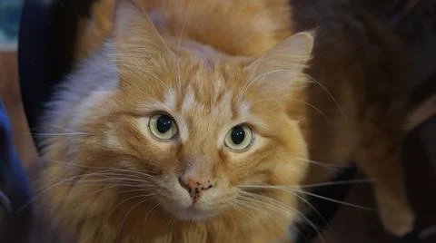 The look of a ginger cat, the face of a cat Stock Photos