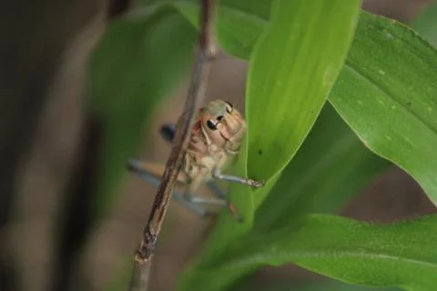 The look of the Grasshopper, insect Stock Photos