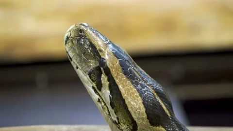 The look of the head of the long snake in the zoo Stock Footage 141100959