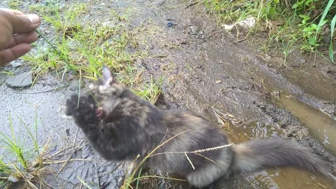 Look at how cute Stock Footage 220745773