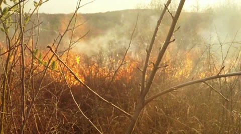 Look how the light is dry last year's grass in the early spring Stock Footage 36858425