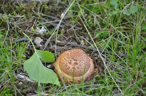 Look how Measuring up Stock Photos