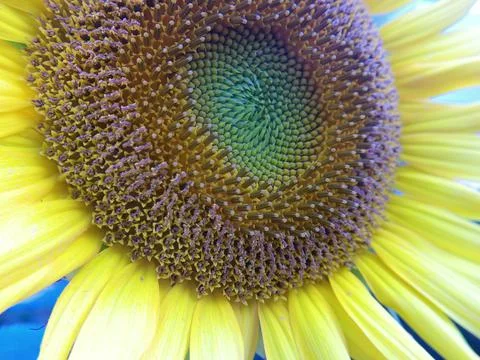 A Look Inside the Head of a Blooming Common Sunflower Plant Stock Photos