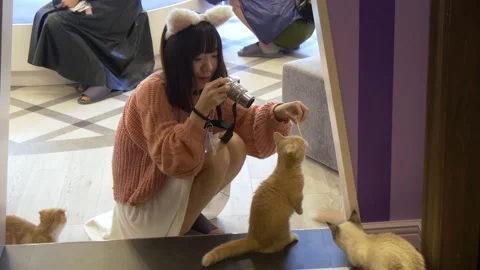 A Look Inside Mocha Cat Cafe In Harajuku, Tokyo, Japan Stock Footage 158989738