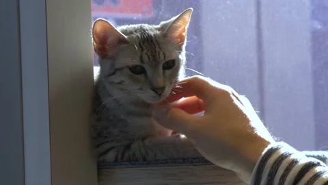A Look Inside Mocha Cat Cafe In Harajuku, Tokyo, Japan Stock Footage 158990082