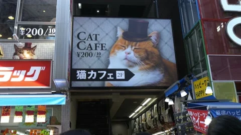A Look Inside Mocha Cat Cafe In Harajuku, Tokyo, Japan Stock Footage 158990639