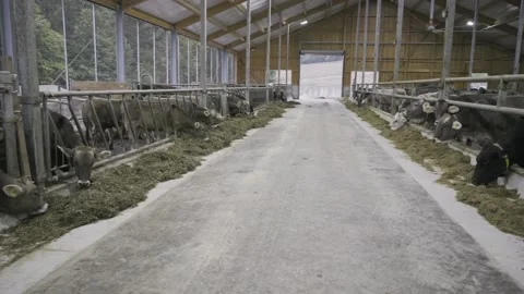 A look inside the stable full of dairy cows on the dairy farm Stock Footage 229702713
