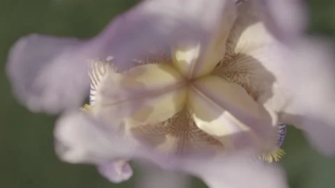 LOOK INSIDE UNIQUE FLOWER Stock Footage 164679412
