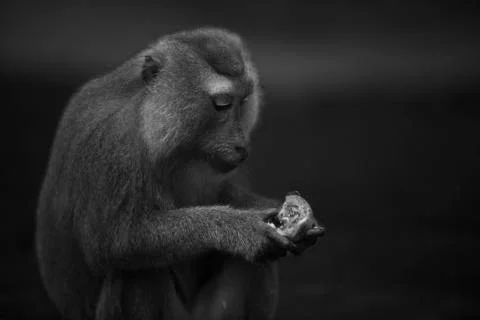 The look of intellegance from a monkey Stock Photos