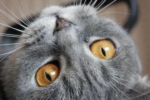 Look kitty Stock Photos