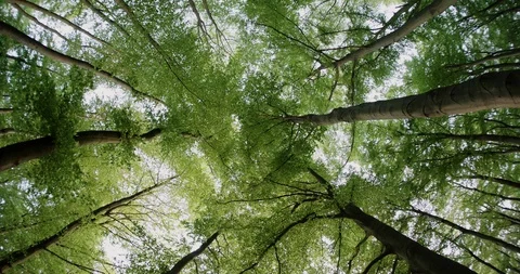 Look up to the leaf covered sky Stock Footage 129322460