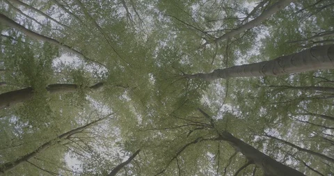 Look up to the leaf covered sky Stock Footage 129452833