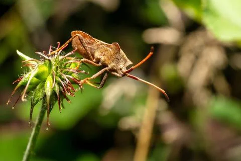 A look at a leather bug A view of a leather bug on a flower Copyright: xZo... Foto stock