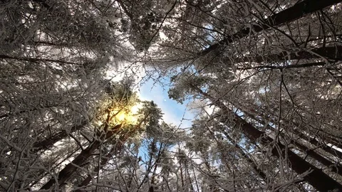 Look up at the magic treetops swaying in the winter wind Stock Footage 72844897