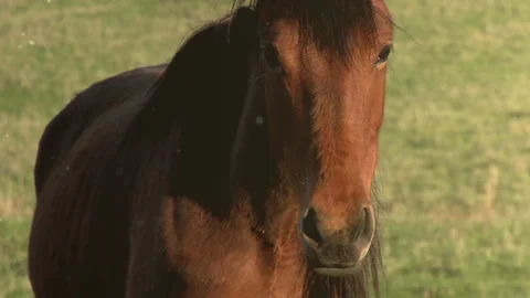 Look Mare 4K 422 Stock Footage 315347832