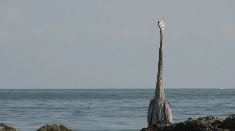 Look at me Stock Footage 7136924