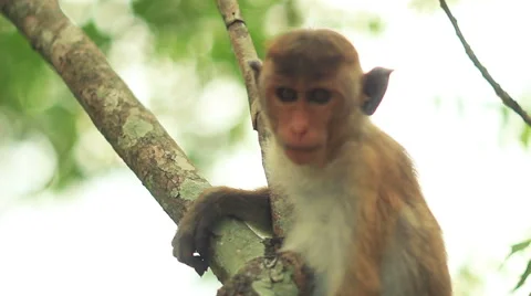 Look monkey Stock Footage 49864795