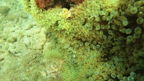 Look out to allard's clownfish quickly swim to bubble tip sea anemones hiding wi Stock Footage 240483340