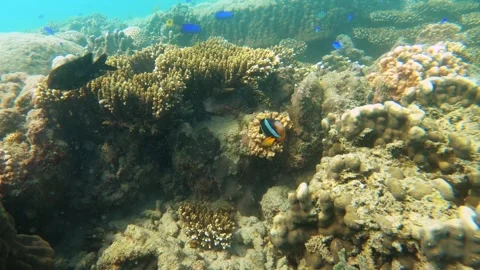 Look out to brown table finger branching Staghorn corals and digitate Staghorn c Stock Footage 240483320