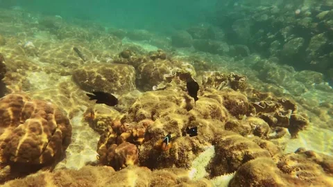 Look out to curious Allard's clownfish and Montipora Capricornis plate vase cora Stock Footage 240485522