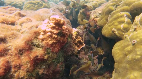 Look out to fish storm of groups of golden school Berycidae and blue Damselfish  Stock Footage 240483501