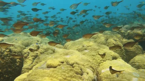 Look out to fish storm of groups of golden school Berycidae fish with giant cora Stock Footage 240483503