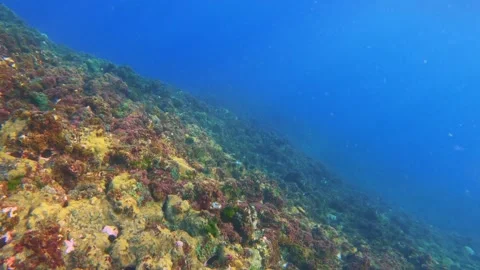 Look out to hilly rapide zone steep geological formation seabed with cleaner wra Stock Footage 242999772