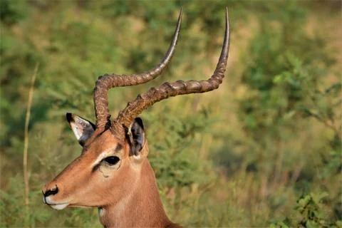 Look out Stock Photos