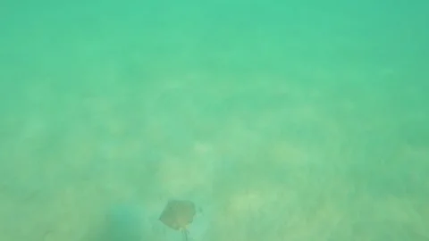 Look out to a stingray wanting to get away at lower frame with other small fishe Stock Footage 240483321