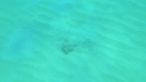 Look out to a stingray wanting to get flee away on the desert sandy sea bed in l Stock Footage 240483378