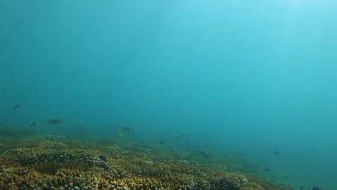 Look out view of brown branching and digitate Staghorn corals with blue Damselfi Stock Footage 240483322