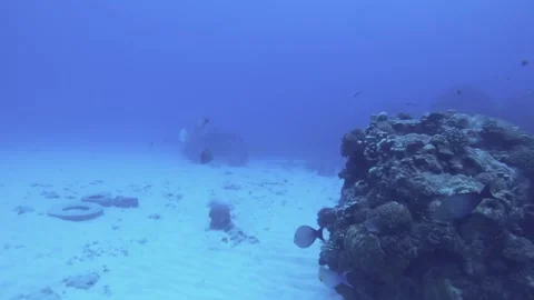 Look out view of groups of Elongate Yellowmask Surgeonfish Orange spotted Rabbit Stock Footage 261681524