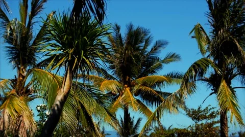 A look at the palm tree at dawn. Stock Footage 95561788
